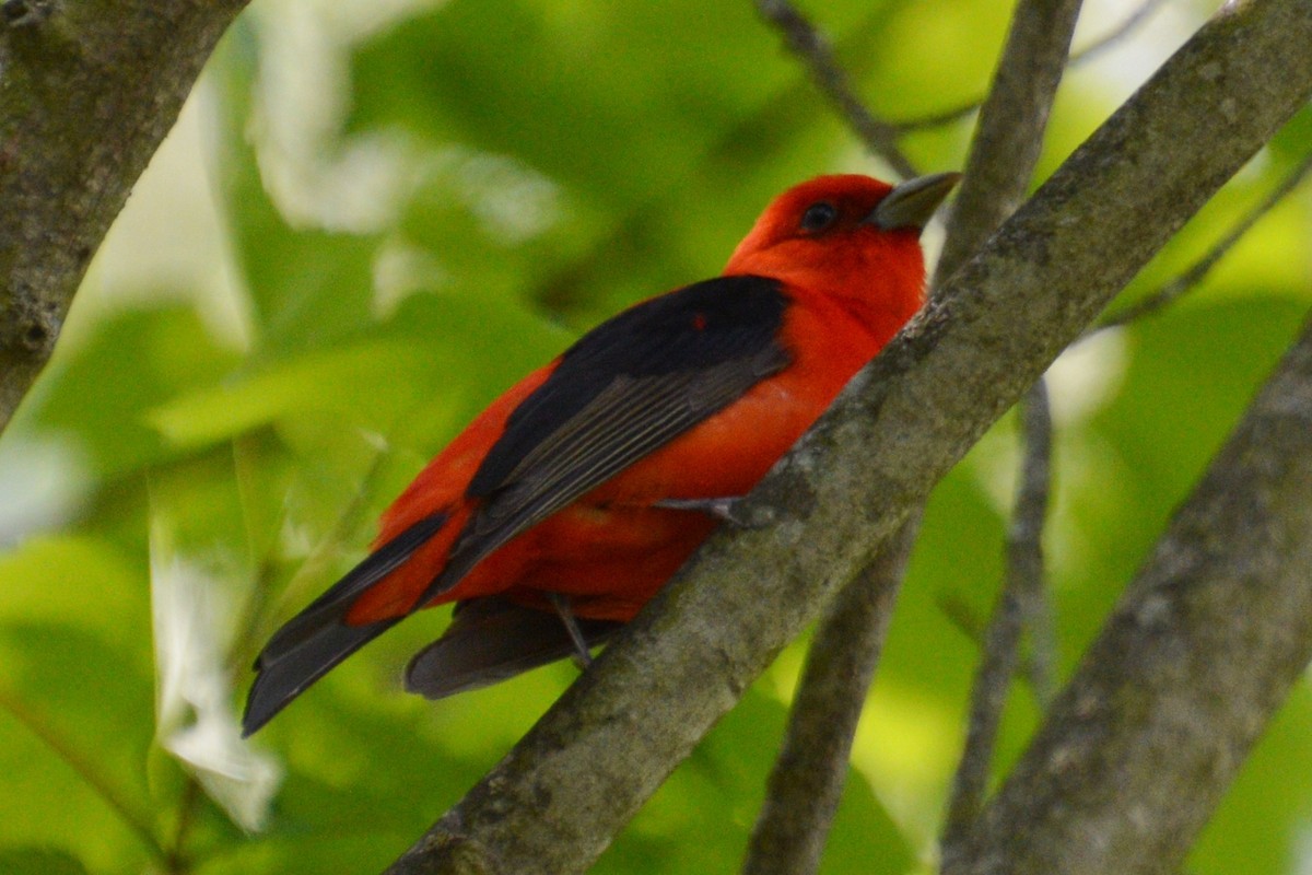 Scarlet Tanager - ML619241778