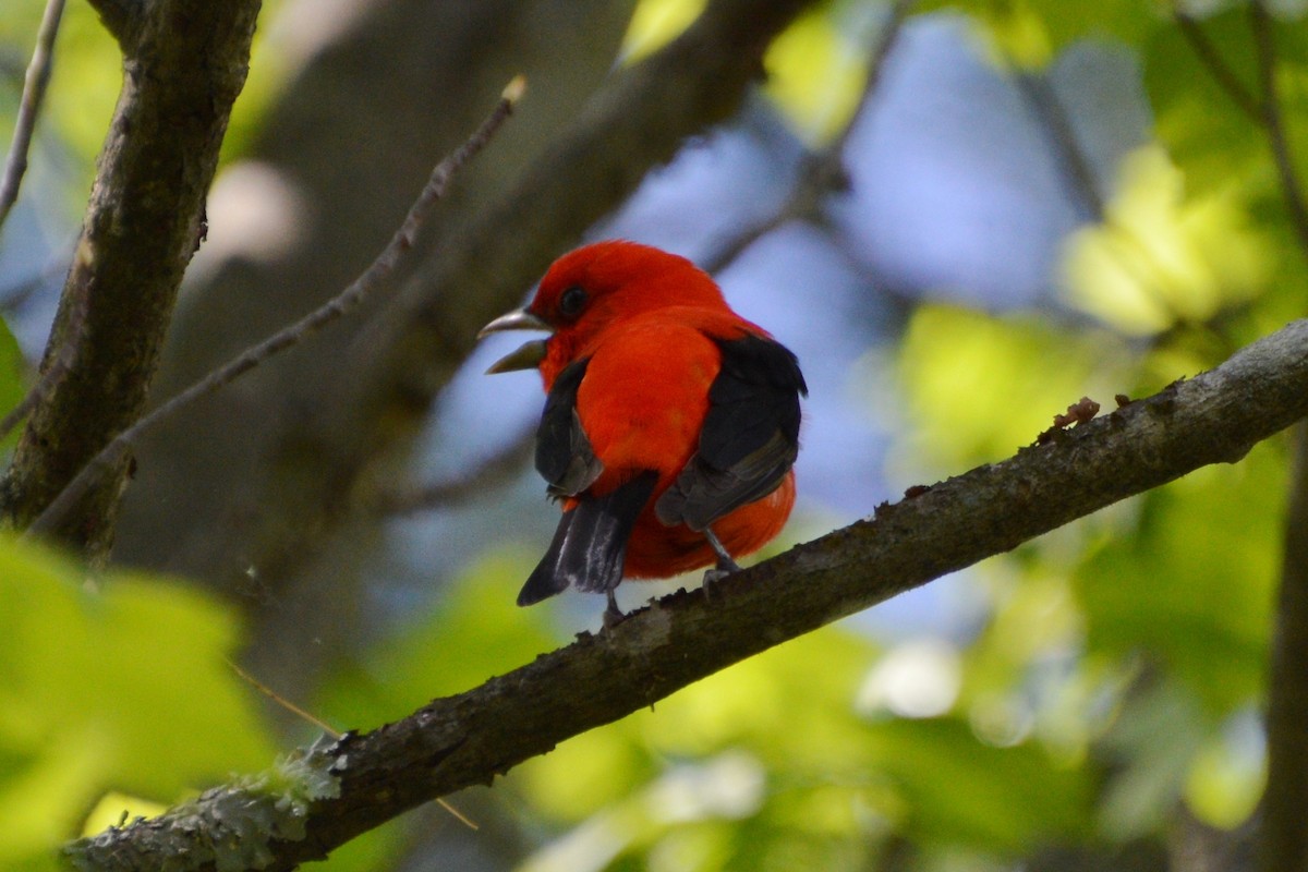 Scarlet Tanager - ML619241779