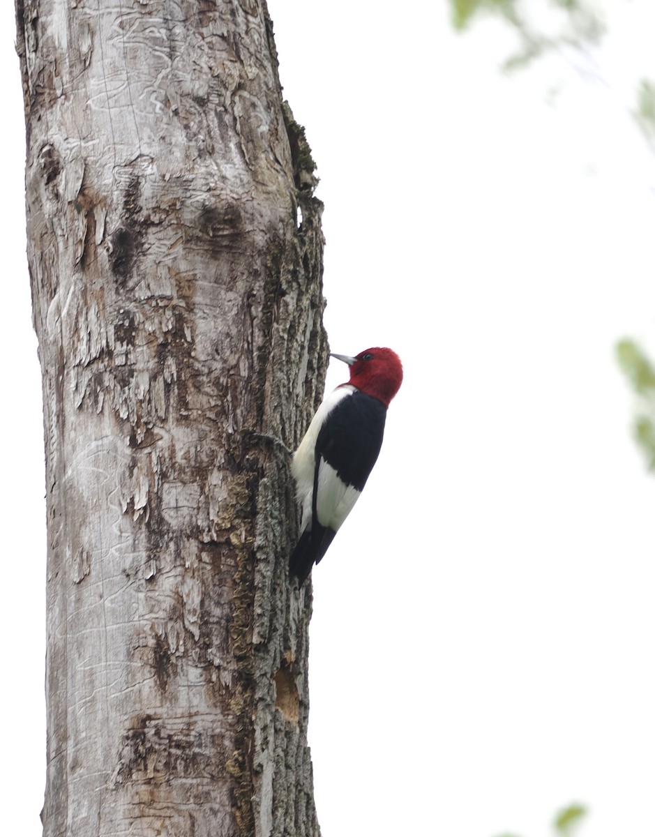 Red-headed Woodpecker - Donna Paterson