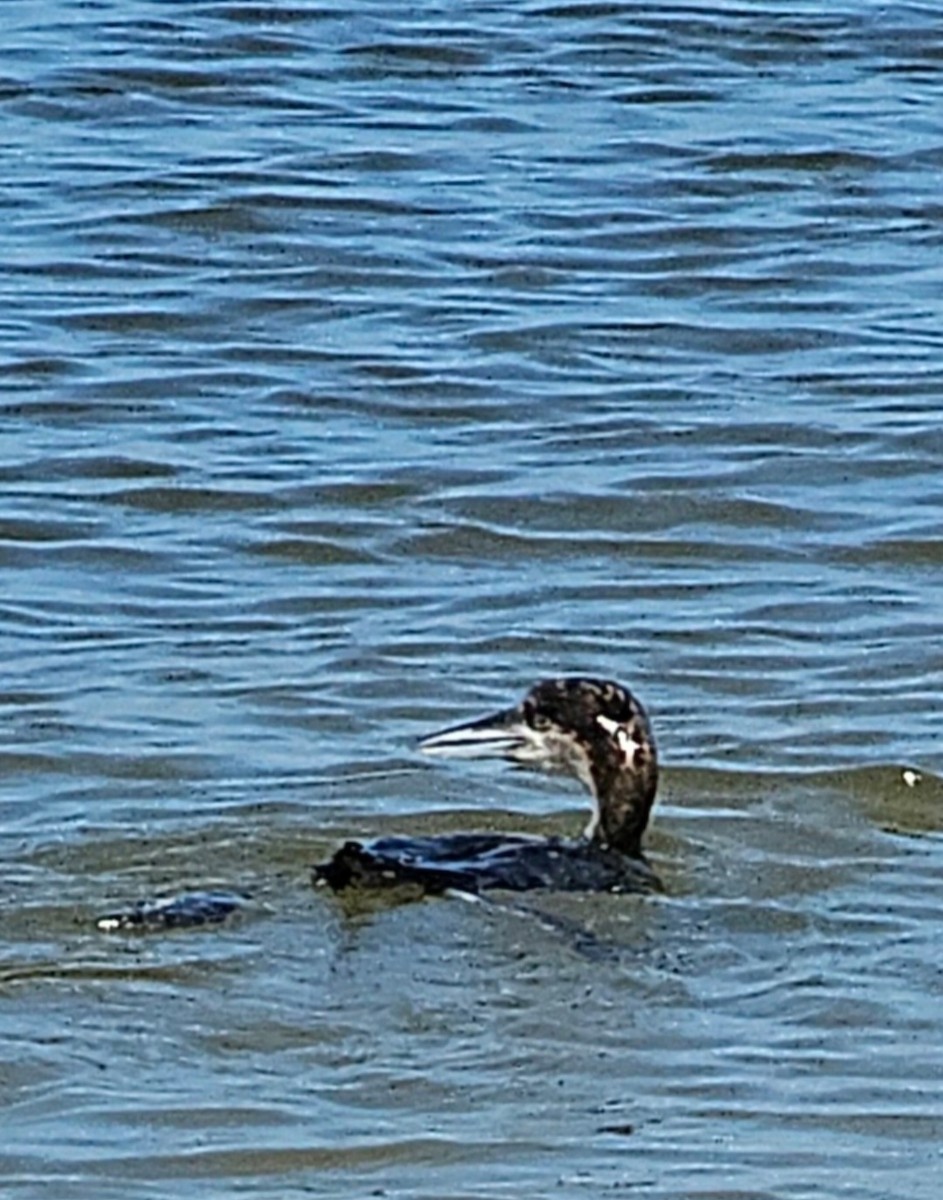 Common Loon - Kelley Berkey