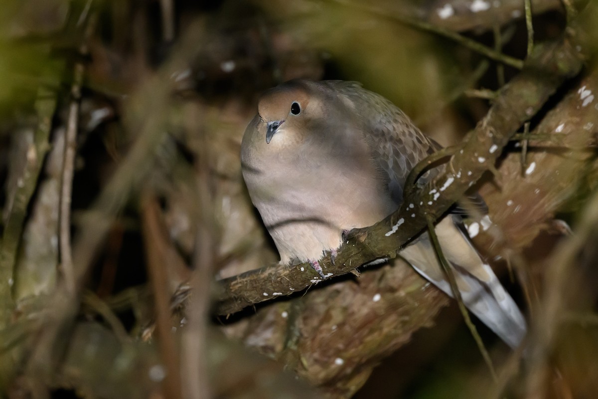 Mourning Dove - ML619241790