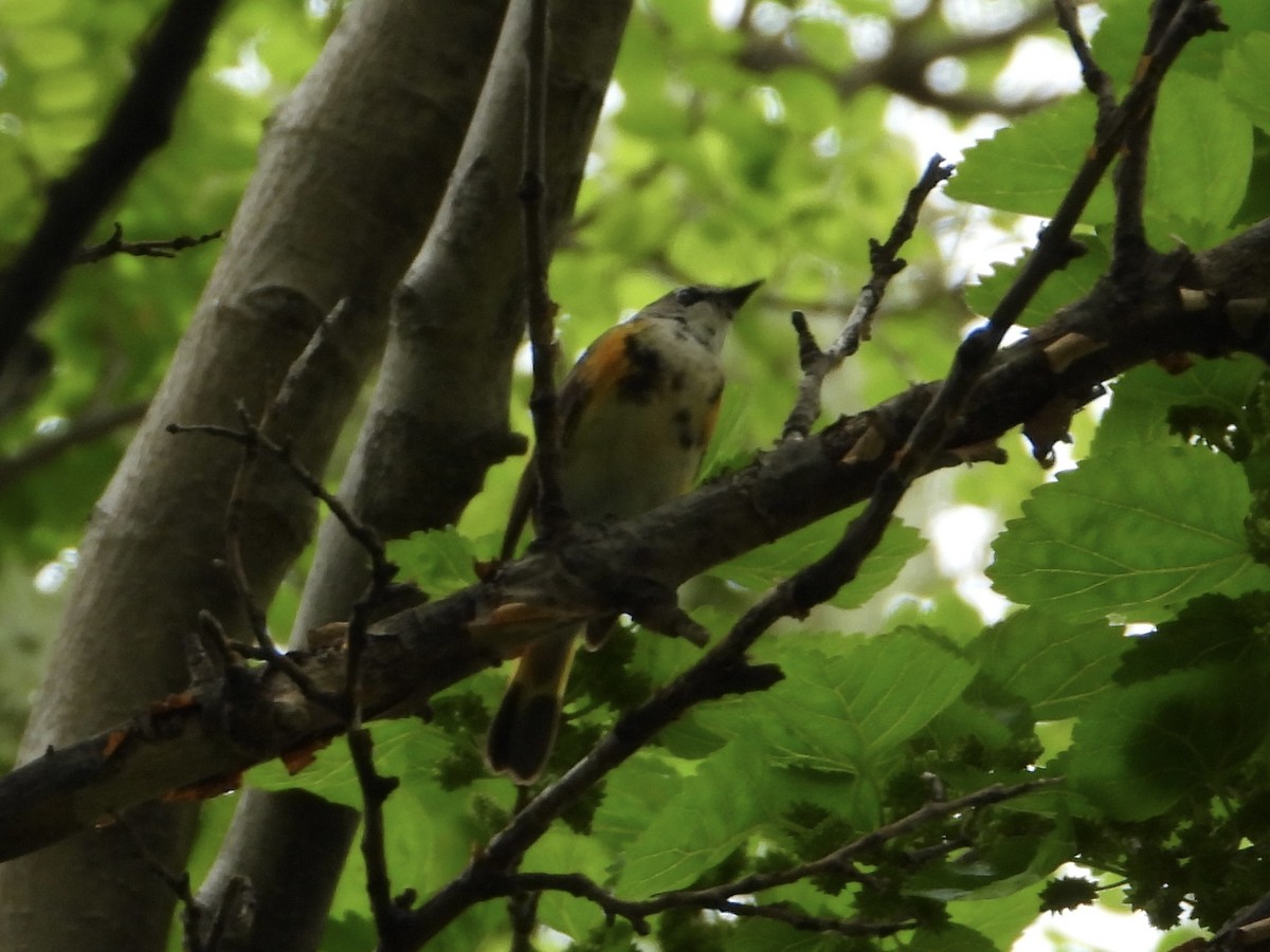 American Redstart - Melanie Kass