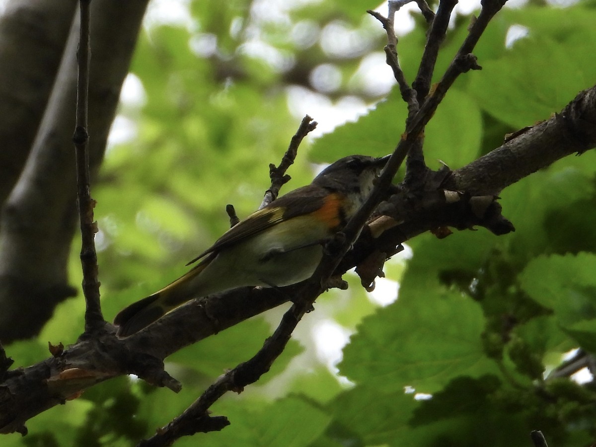 American Redstart - Melanie Kass