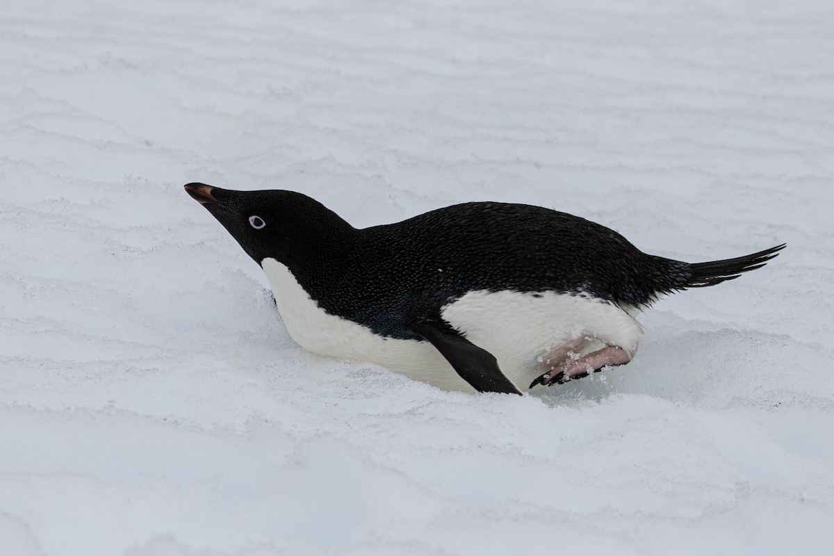 tučňák kroužkový - ML619241803