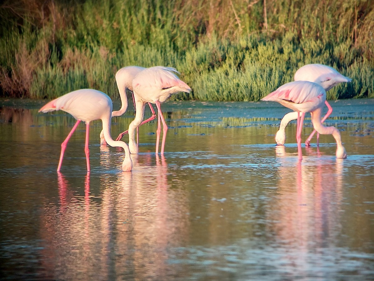 Greater Flamingo - Patrick Egger