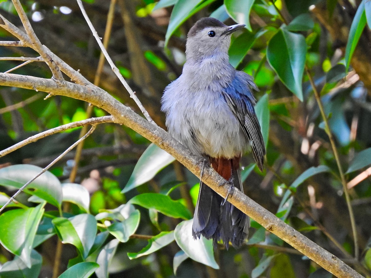 Gray Catbird - Randy James