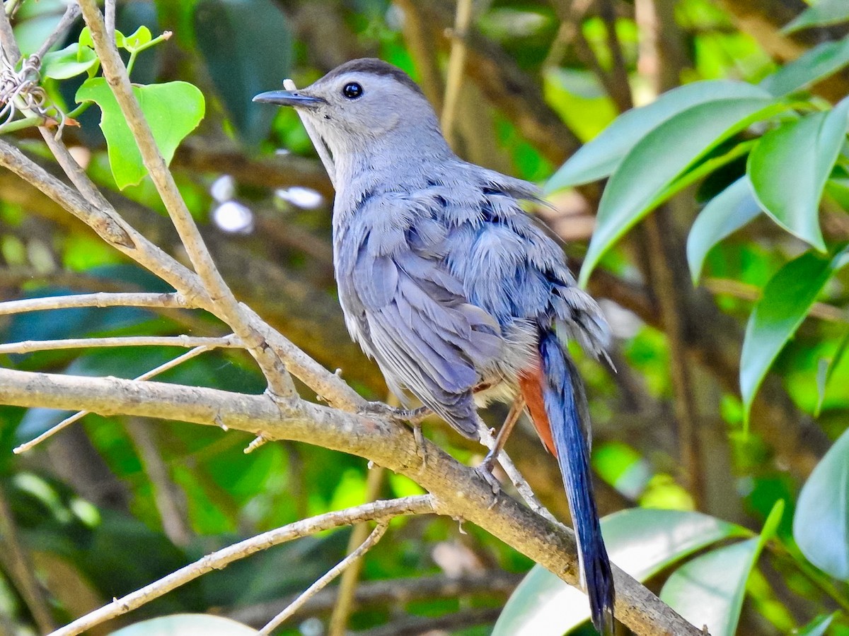 Gray Catbird - Randy James