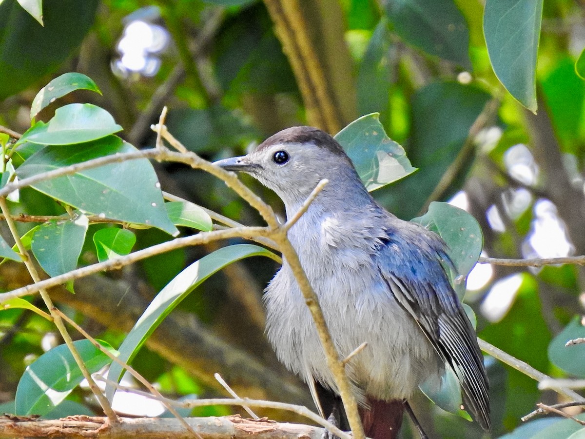 Gray Catbird - Randy James