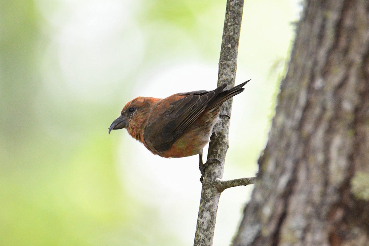 Red Crossbill - ML619241815