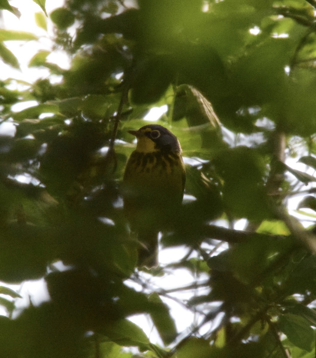 Canada Warbler - ML619241819