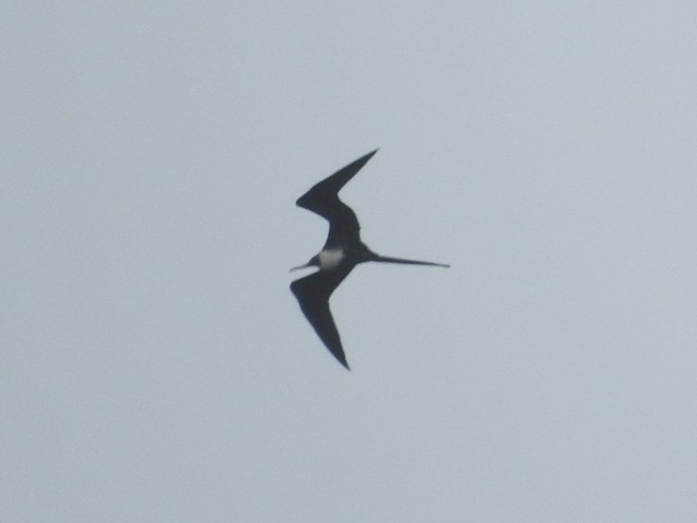 Magnificent Frigatebird - ML619241821