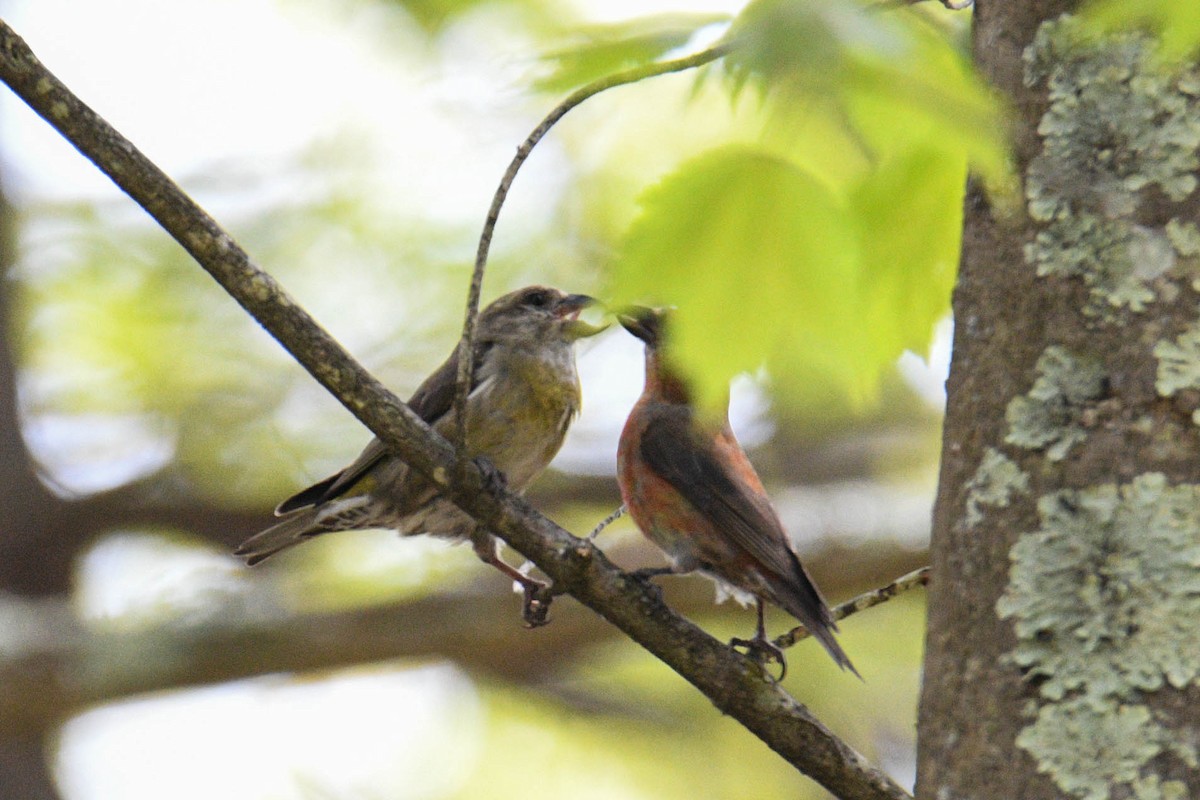 Red Crossbill - ML619241823