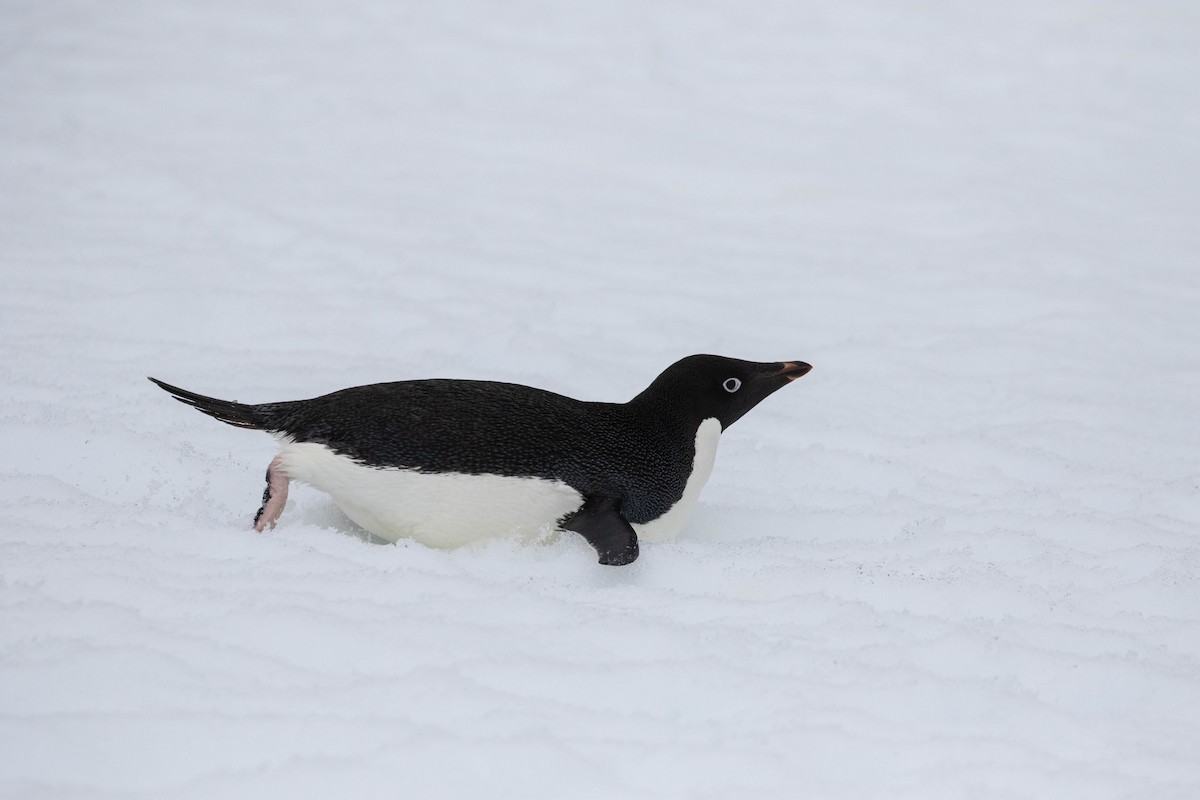 Adelie Penguin - Denis Corbeil