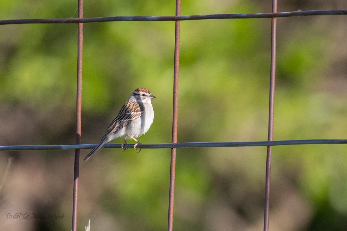 Chipping Sparrow - Rita Flohr