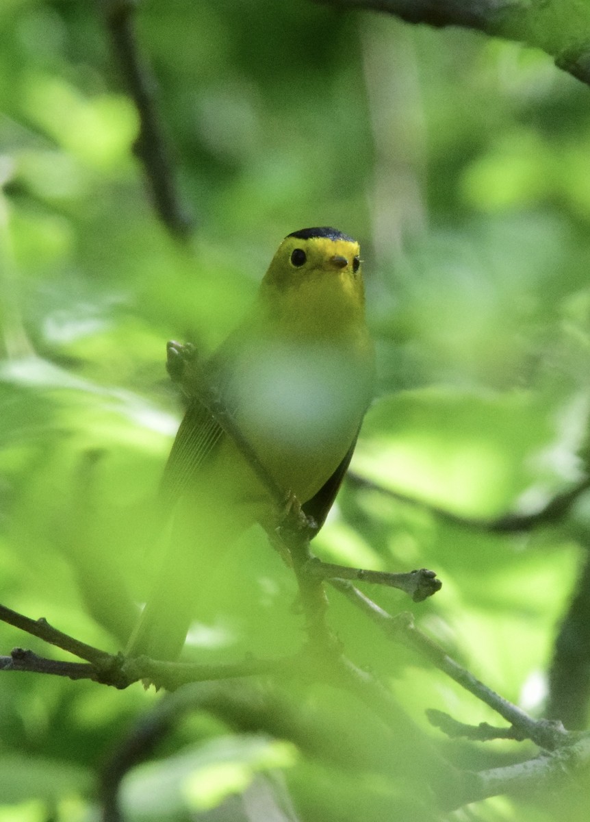 Wilson's Warbler - ML619241837