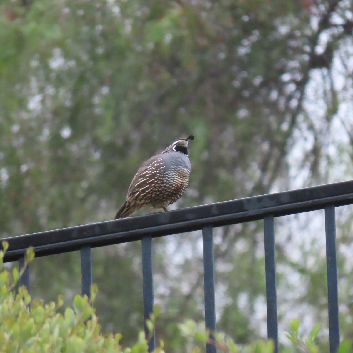 California Quail - ML619241841