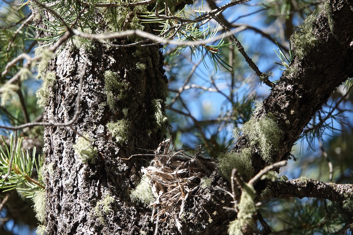 Gray Flycatcher - ML619241855