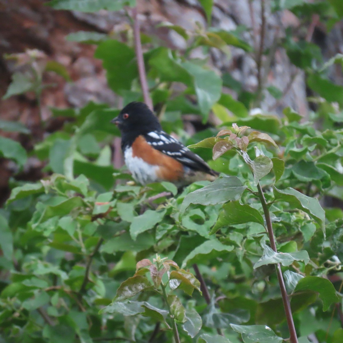 Spotted Towhee - Brian Nothhelfer