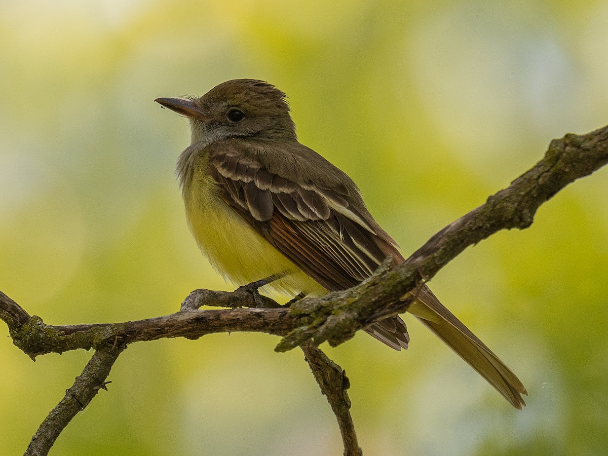 Great Crested Flycatcher - Mike Schijf