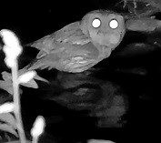Eastern Screech-Owl - ML619241890