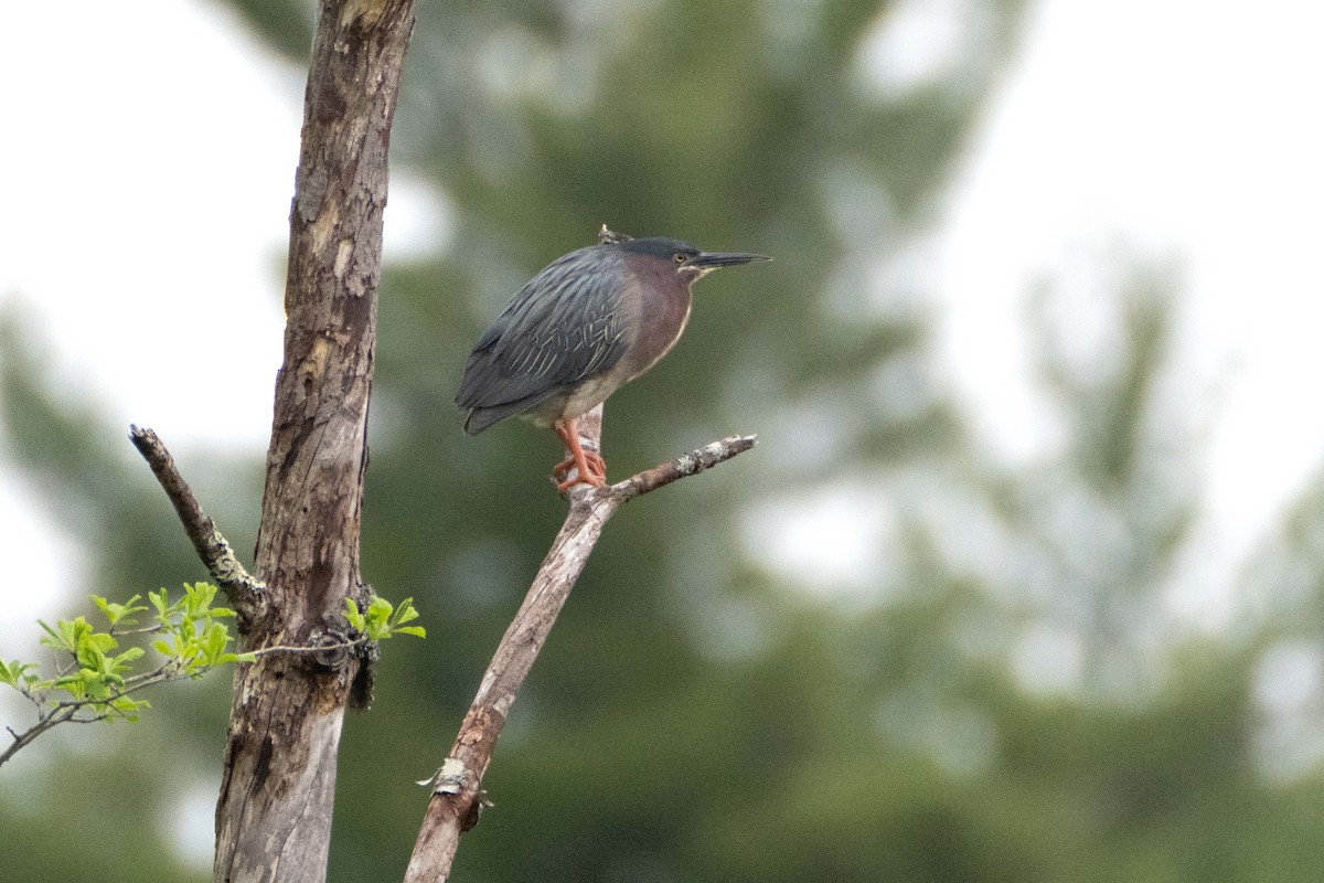 Green Heron - Susan Elliott