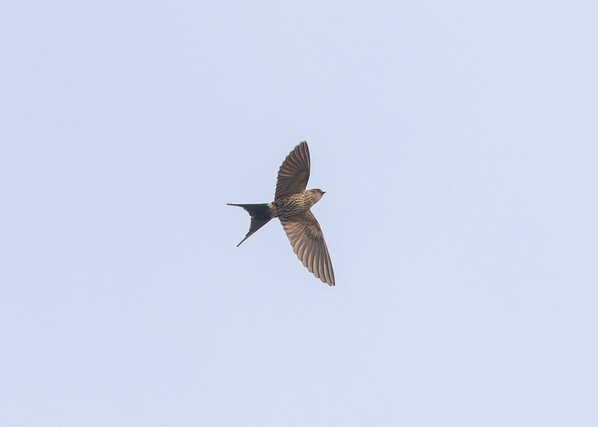 Eastern Red-rumped Swallow (Striated) - ML619241908