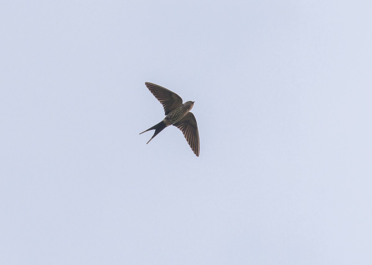 Eastern Red-rumped Swallow (Striated) - ML619241909