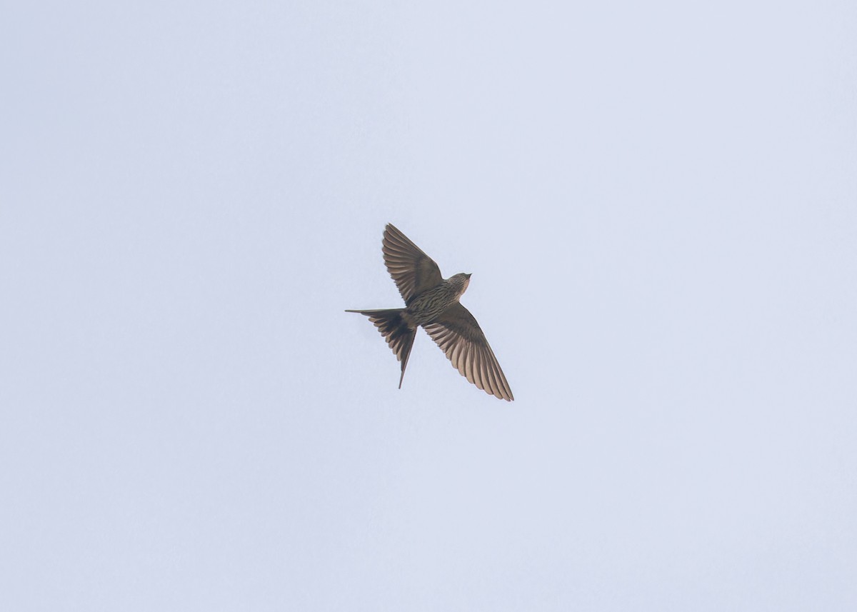 Eastern Red-rumped Swallow (Striated) - ML619241910