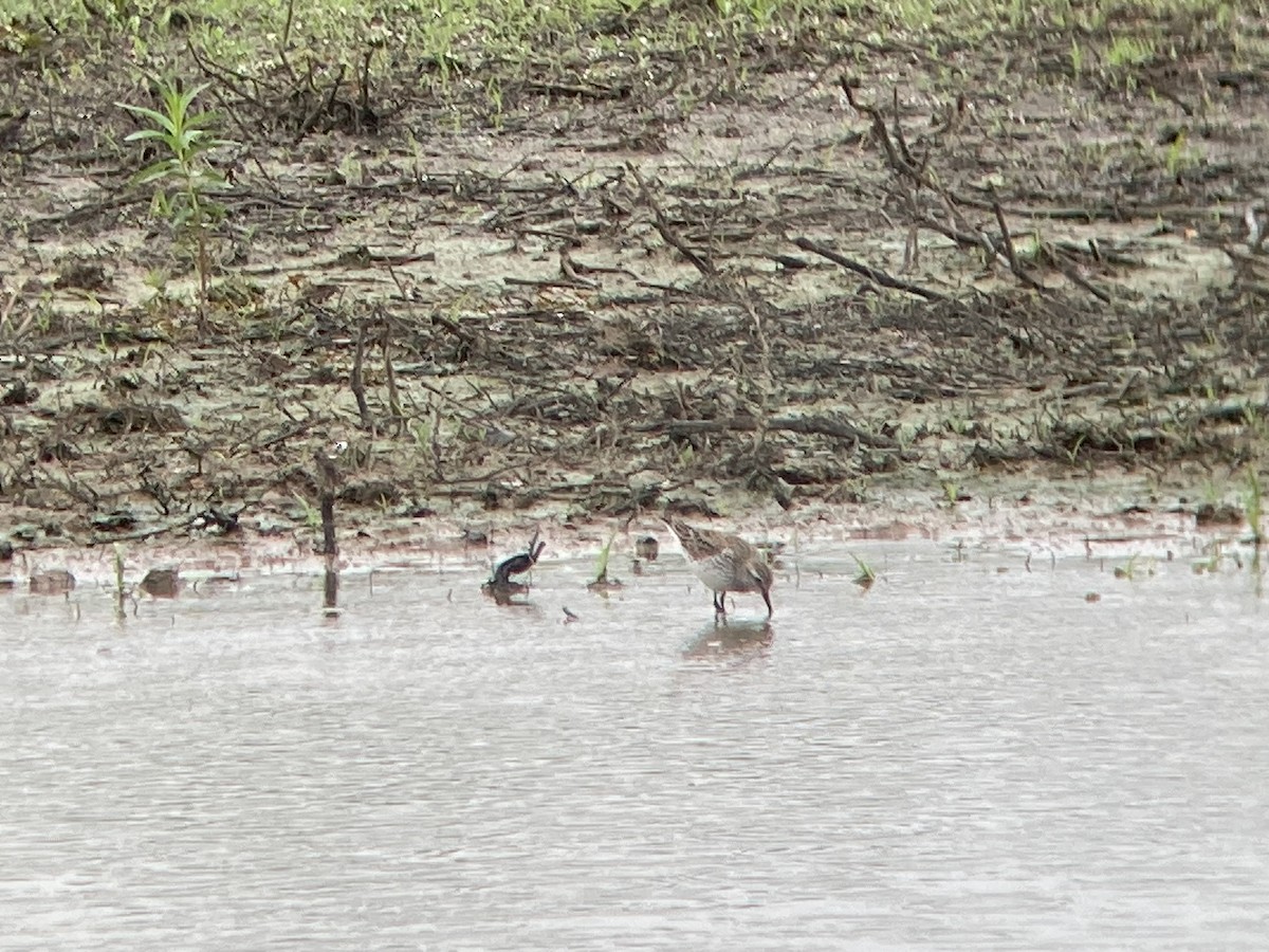 White-rumped Sandpiper - Dave Belford