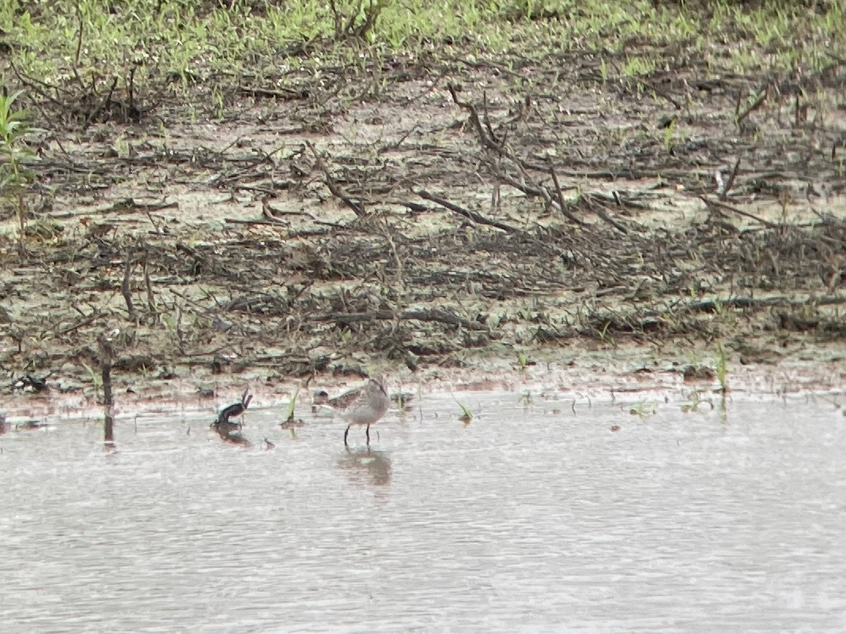 White-rumped Sandpiper - Dave Belford