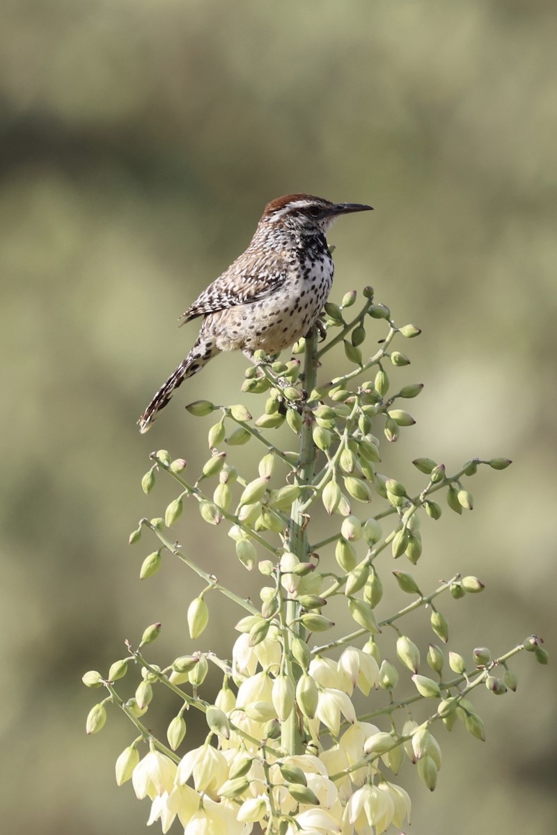 Cactus Wren - ML619241921