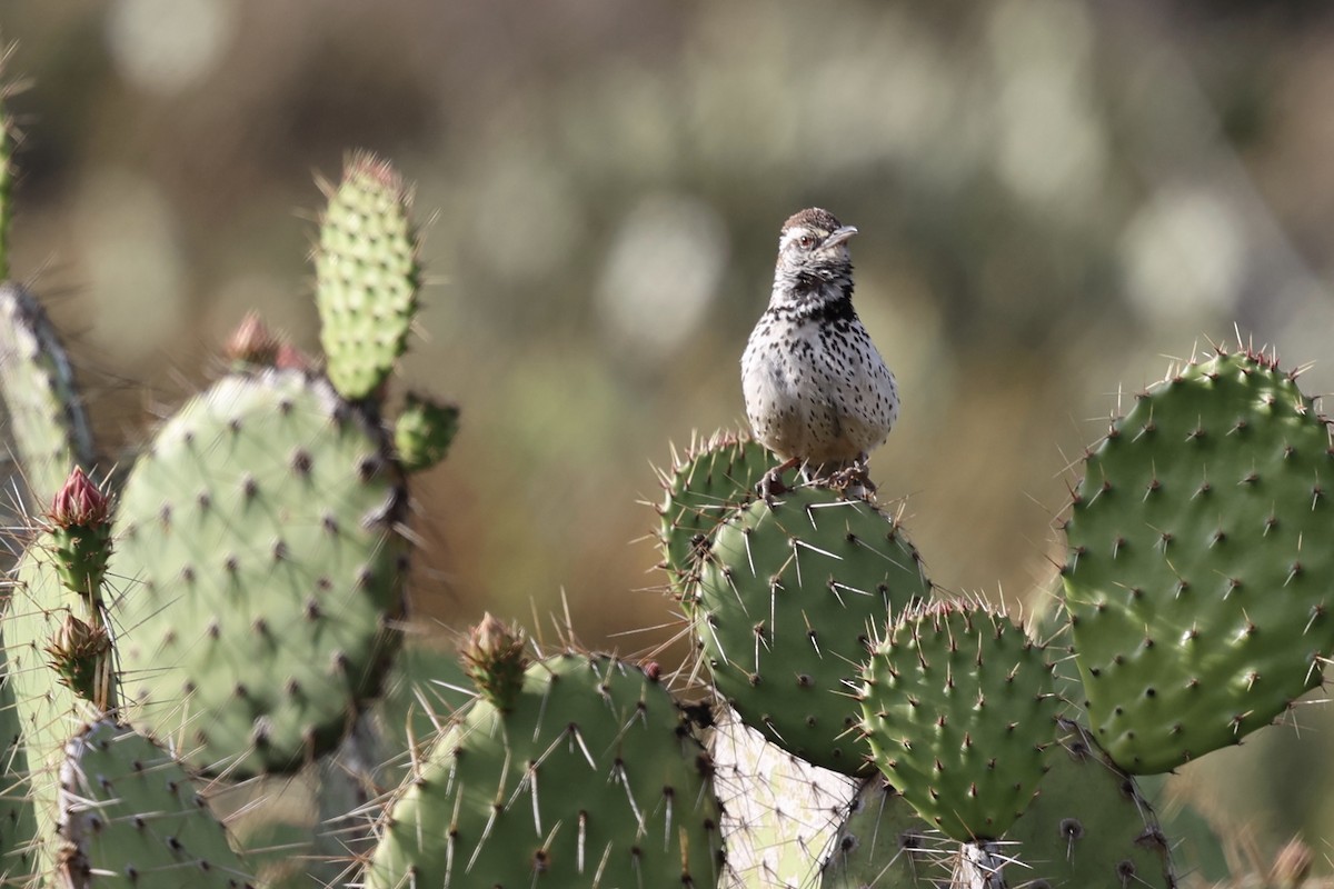 Cactus Wren - Ann Stockert