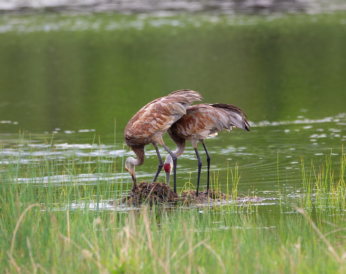 Sandhill Crane - ML619241924