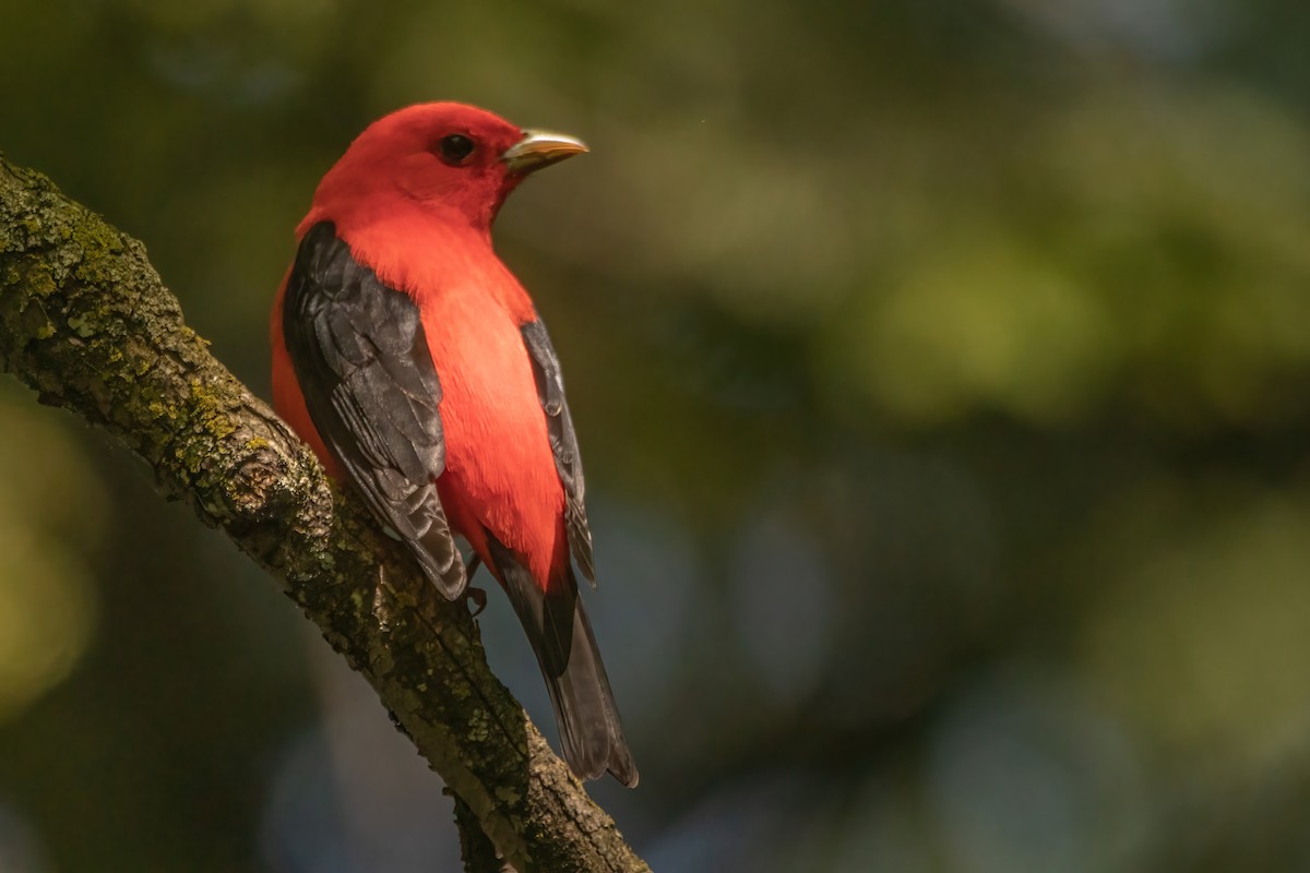 Scarlet Tanager - Marc Boisvert