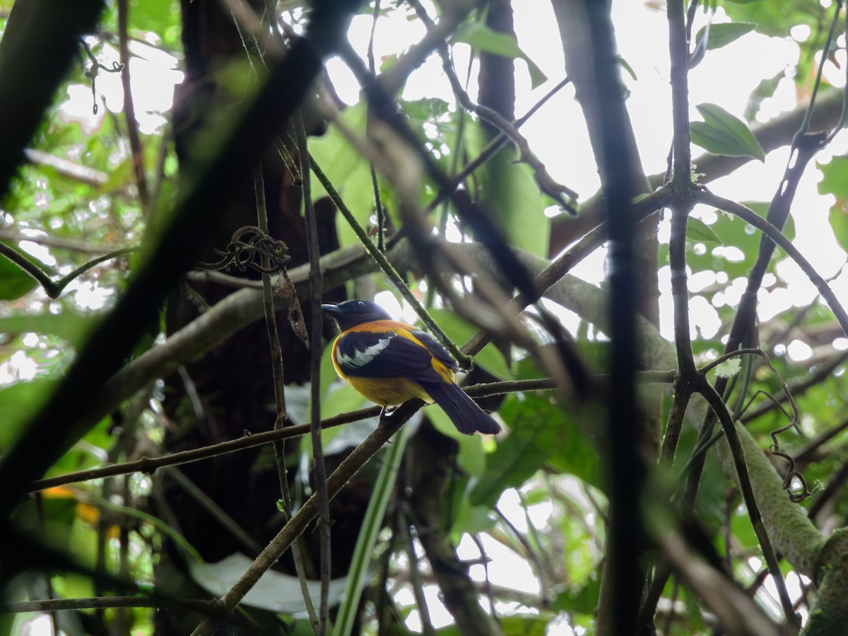 White-winged Shrike-Tanager - Julio Giraldo