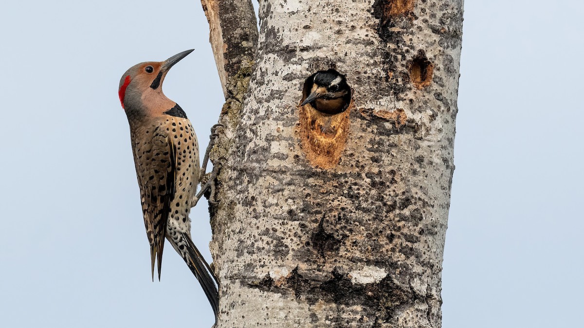 Hairy Woodpecker - Yannick Fleury