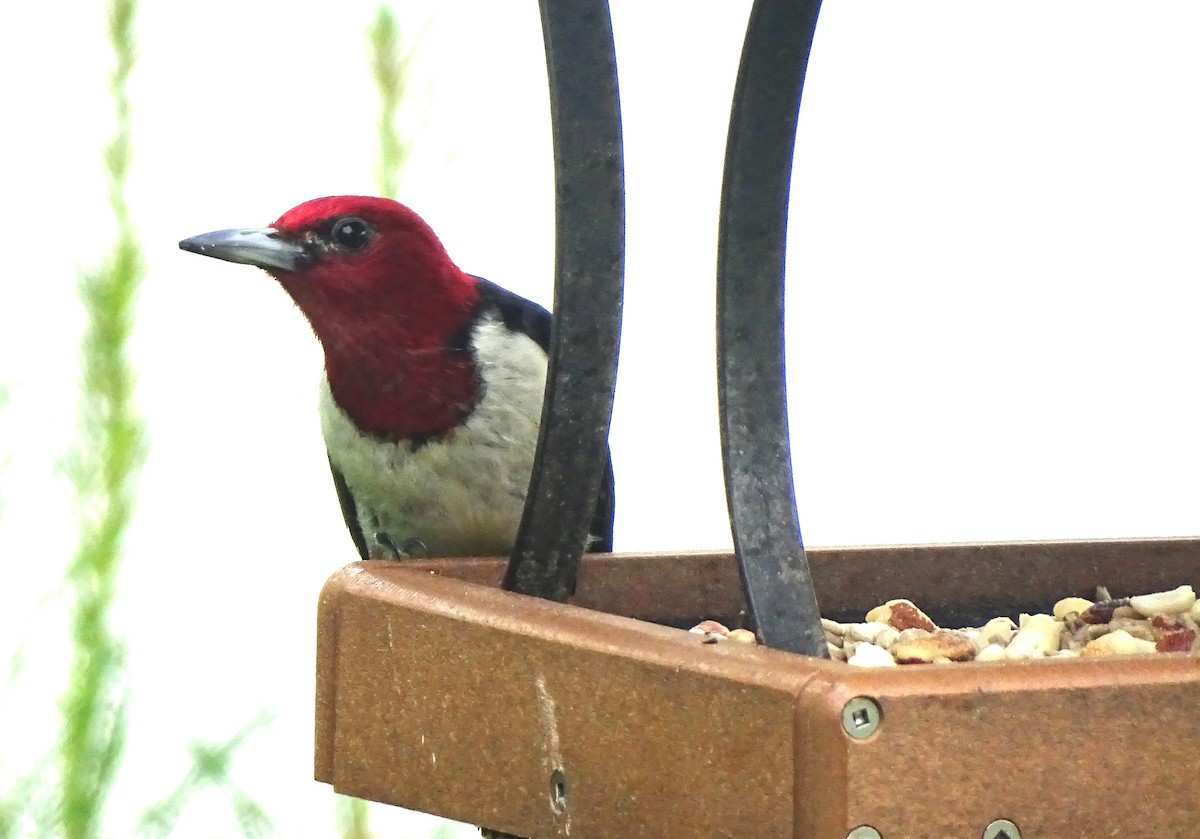Red-headed Woodpecker - Susan Evanoff