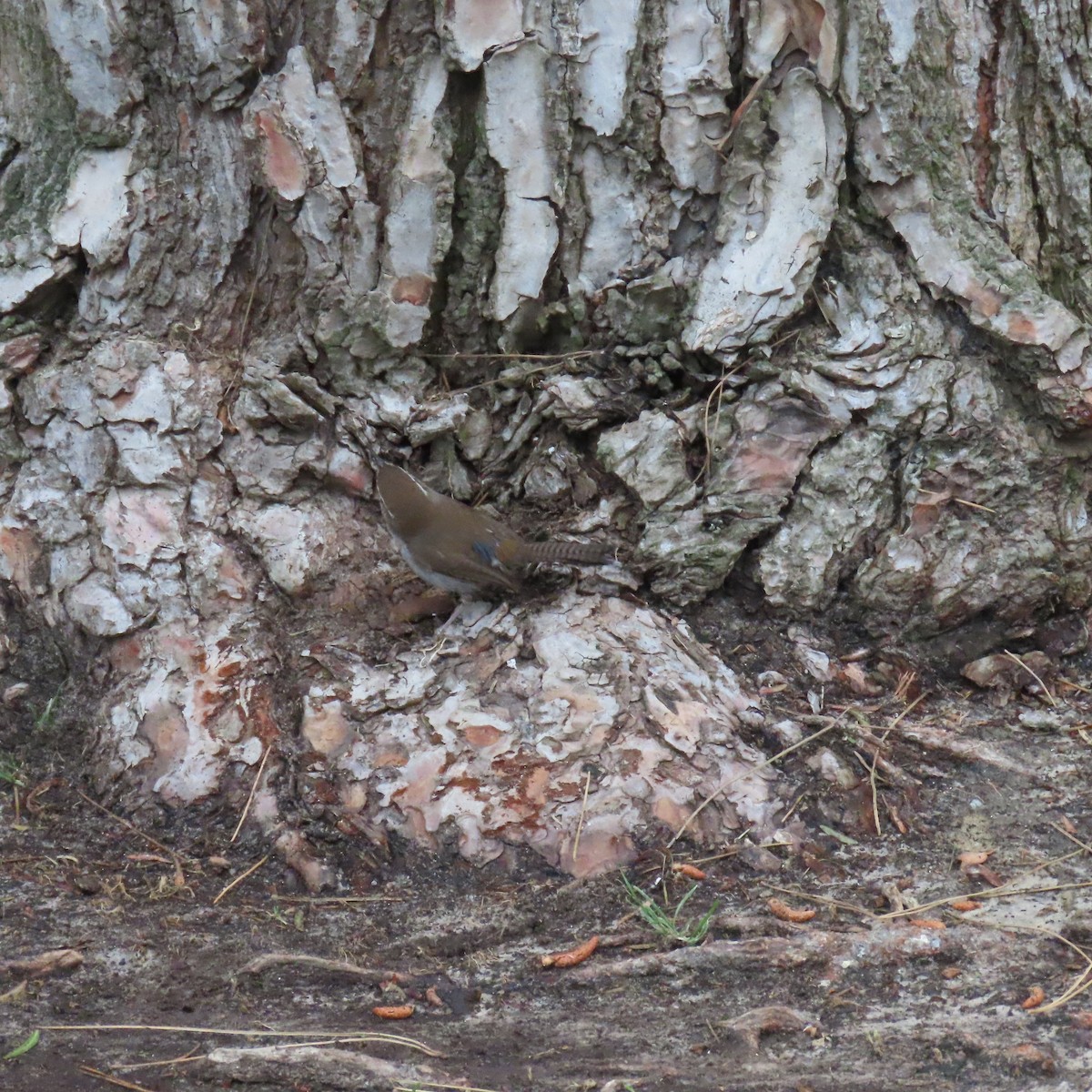 Bewick's Wren - Brian Nothhelfer