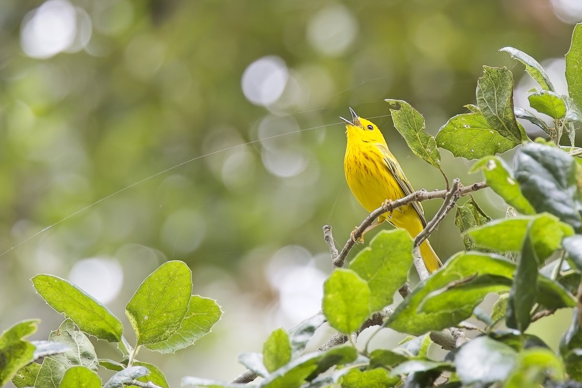 Yellow Warbler - Dean Wrench