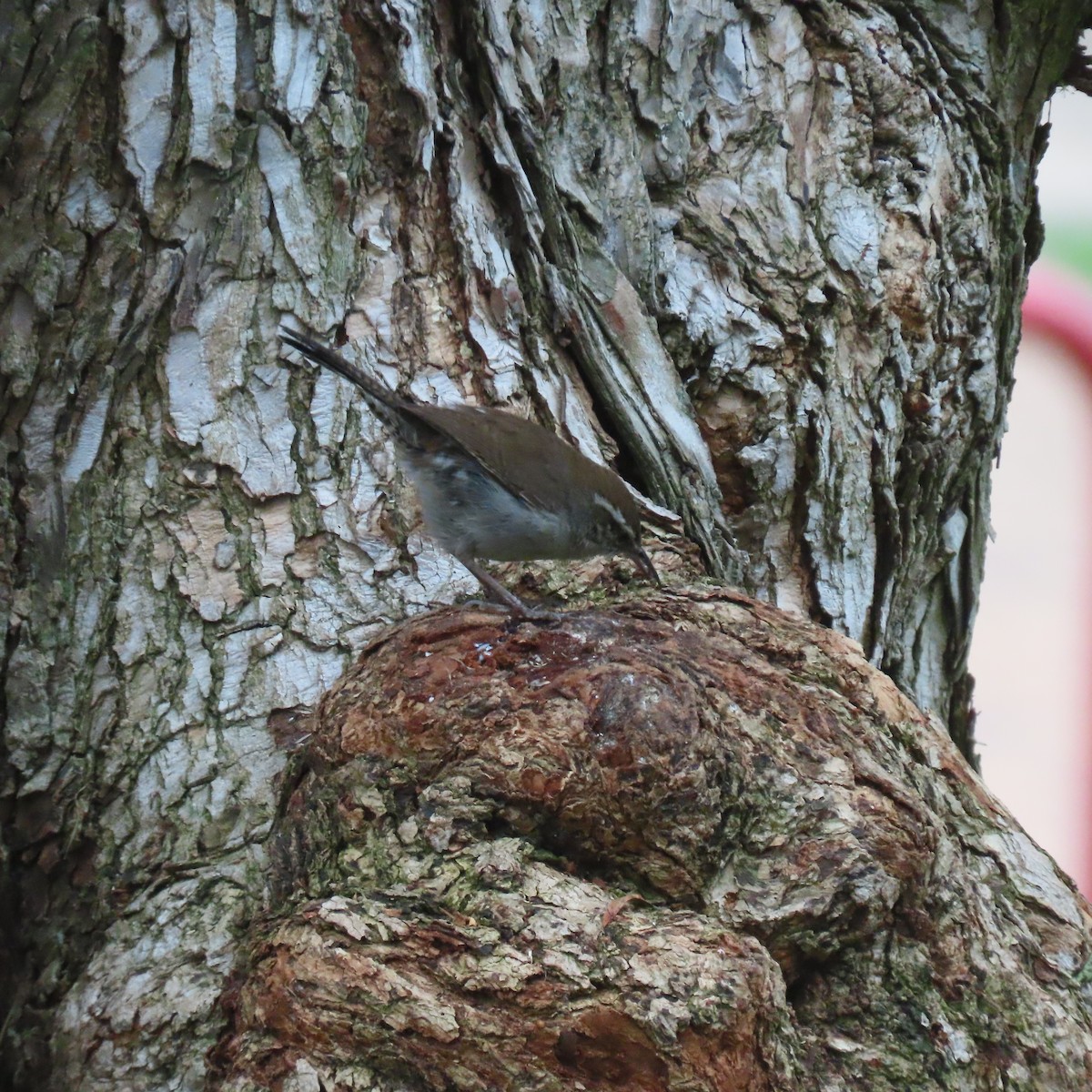 Bewick's Wren - Brian Nothhelfer