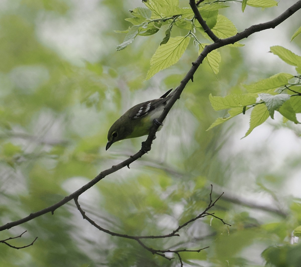 Yellow-throated Vireo - Donna Paterson