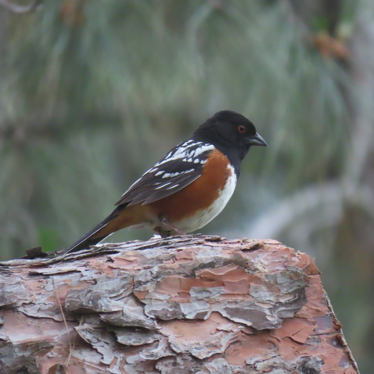 Spotted Towhee - Brian Nothhelfer