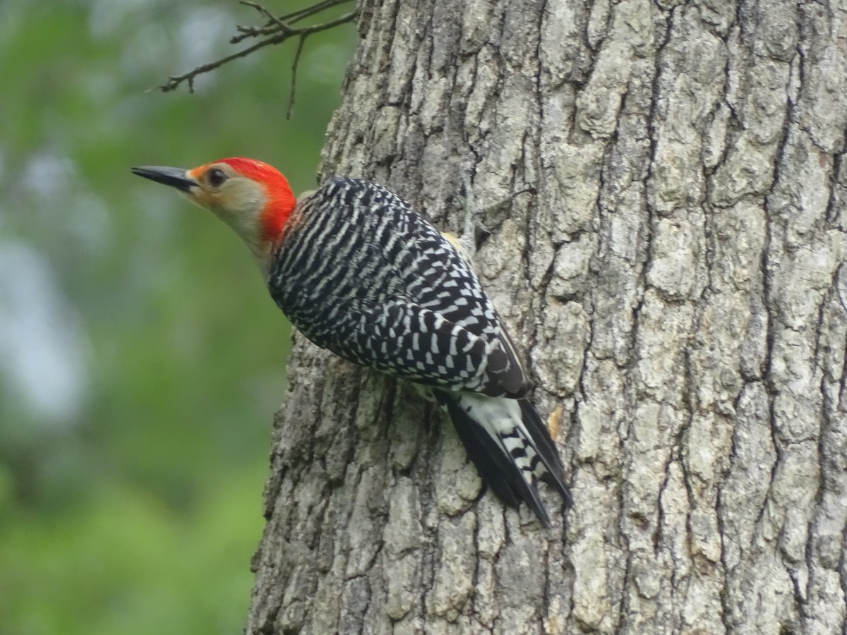 Red-bellied Woodpecker - Susan Evanoff