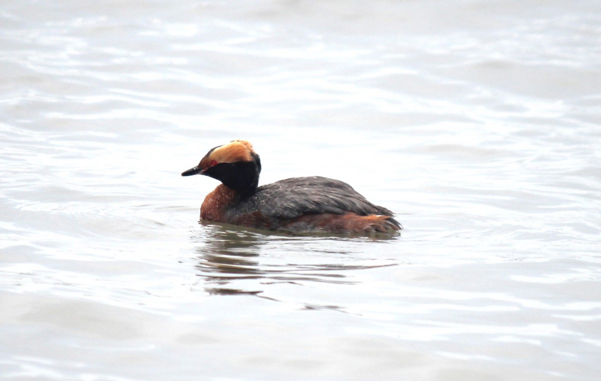 Horned Grebe - Heydi Lopes