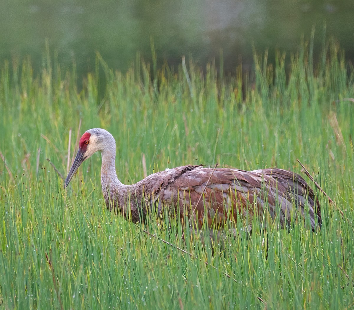 Sandhill Crane - ML619242010