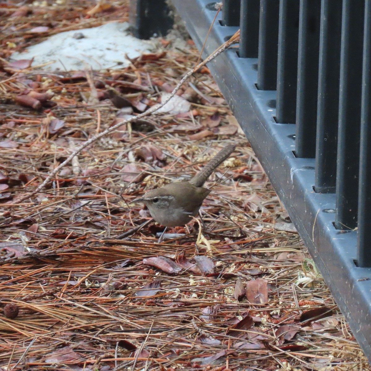 Bewick's Wren - Brian Nothhelfer