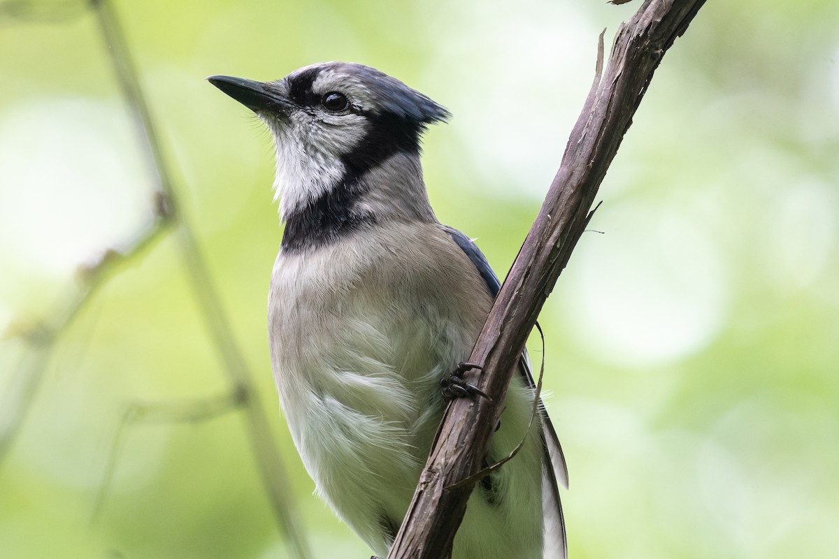 Blue Jay - Lisa Nasta