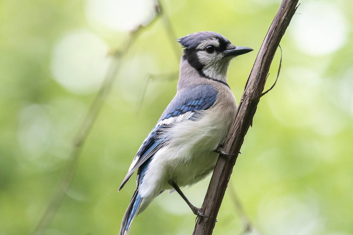 Blue Jay - Lisa Nasta