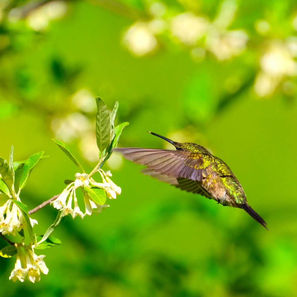 Ruby-throated Hummingbird - Andrew Dressel