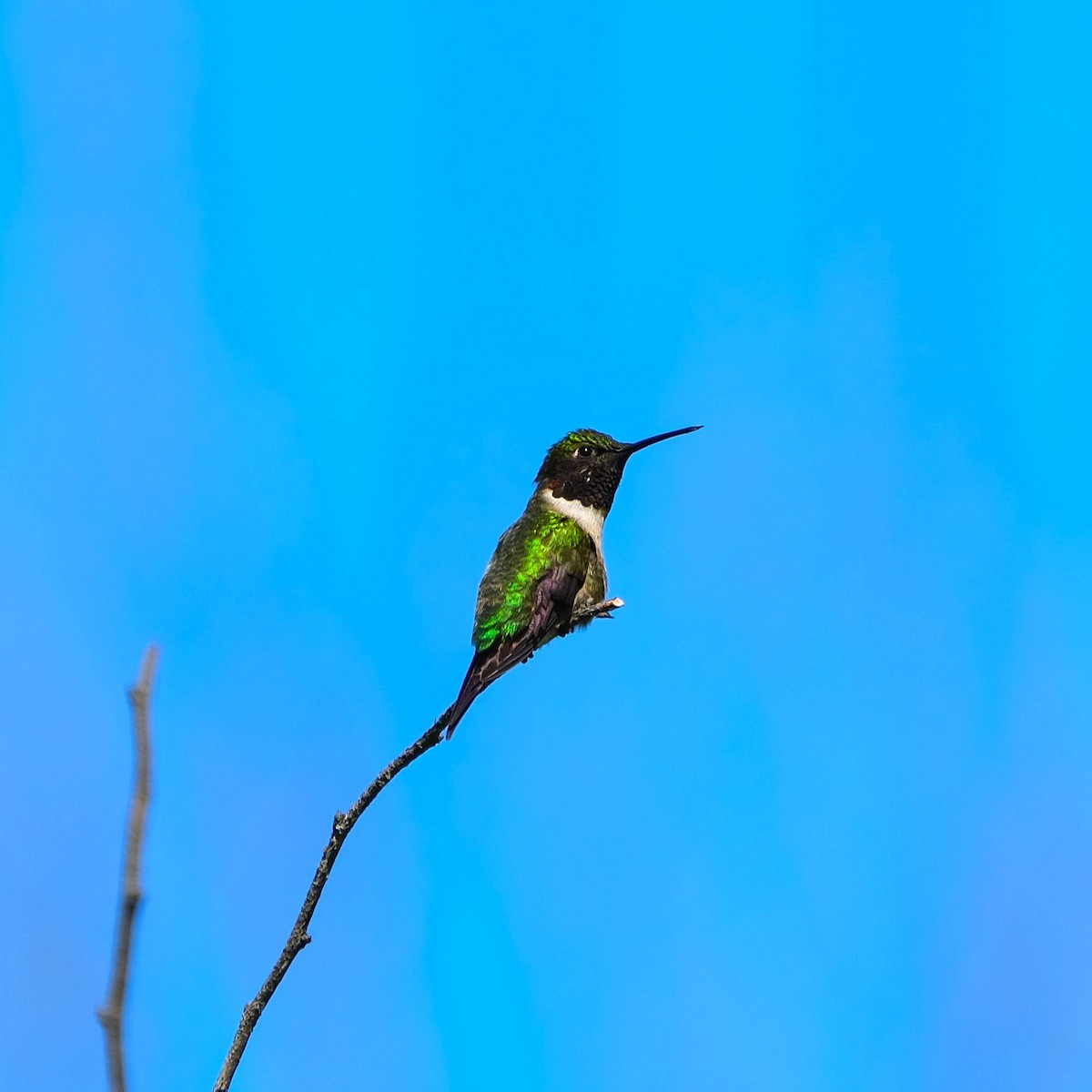 Ruby-throated Hummingbird - Andrew Dressel